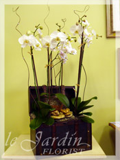Five Stems Orchids Collection in Premium Le Jardin Treasure Chest Planter