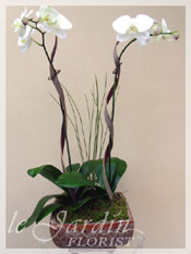 Imperial Orchid Plants