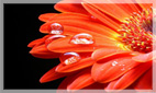 Funeral Flower Arrangements