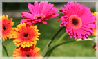Happy Occasion Flower Arrangements